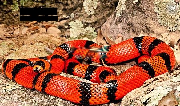 牛奶蛇长什么样子图片 它和珊瑚蛇有什么区别