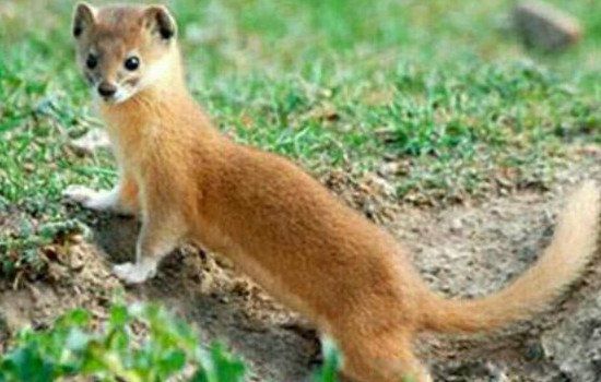 ����ɼҶ���ʲô�� ��ʲô������Եı���