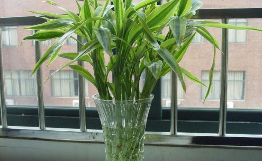 ��������լ��ֲ�� �ʺϿ�������լ��ֲ��