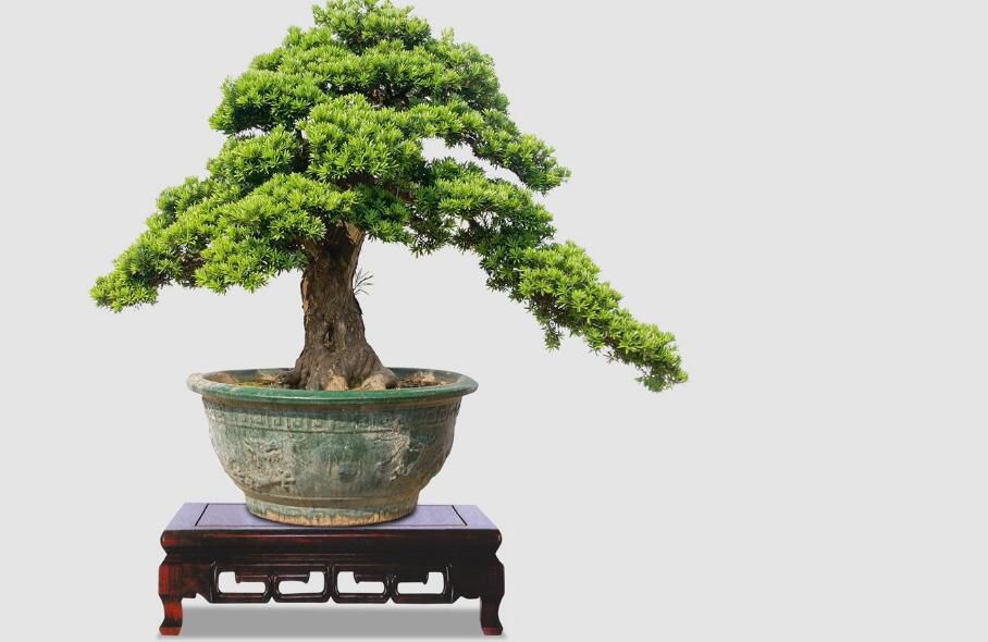 ��������լ��ֲ�� �ʺϿ�������լ��ֲ��