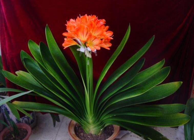 ��������լ��ֲ�� �ʺϿ�������լ��ֲ��