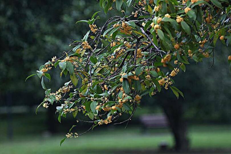 ��������լ��ֲ�� �ʺϿ�������լ��ֲ��