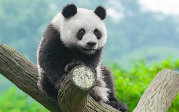 ����è�ű�һ����ٴ� һ���ű�40�εĶ�����ʲô