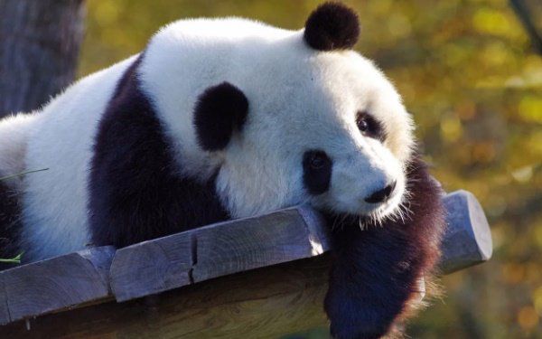 ����è�ű�һ����ٴ� һ���ű�40�εĶ�����ʲô