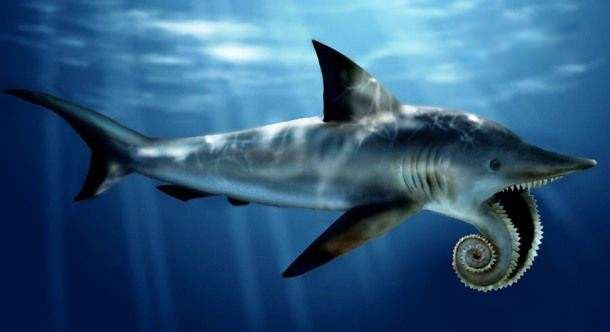 旋齿鲨的照片长什么样 出现的地质年代灭绝了吗