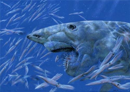 旋齿鲨的照片长什么样 出现的地质年代灭绝了吗