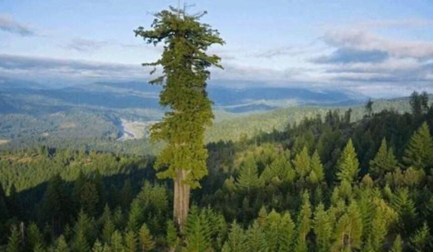 世界上最高的树前十名排名 最高的树第一名有多少米高
