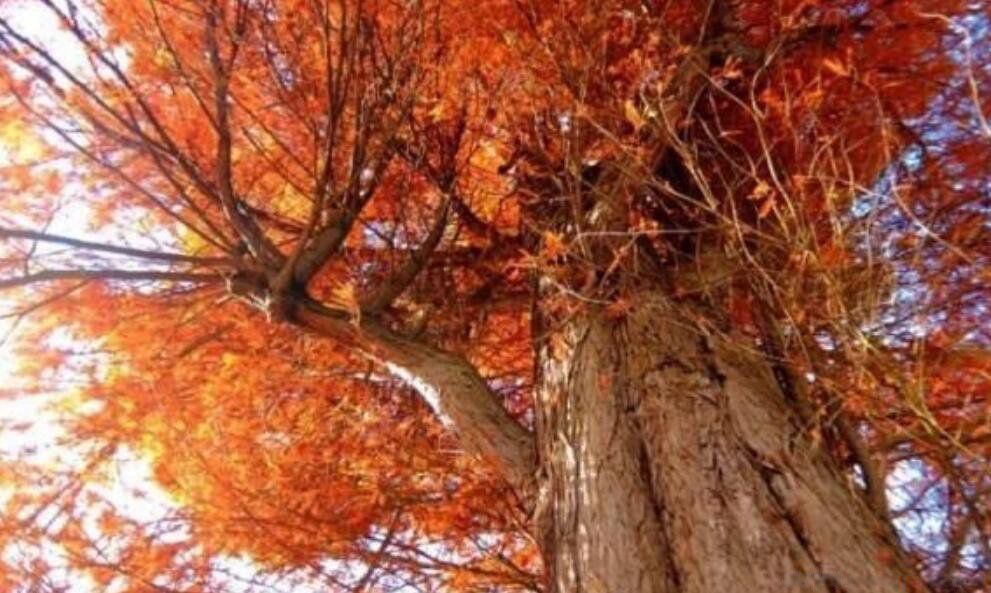 ��������ߵ���ǰʮ������ ��ߵ�����һ���ж����׸�