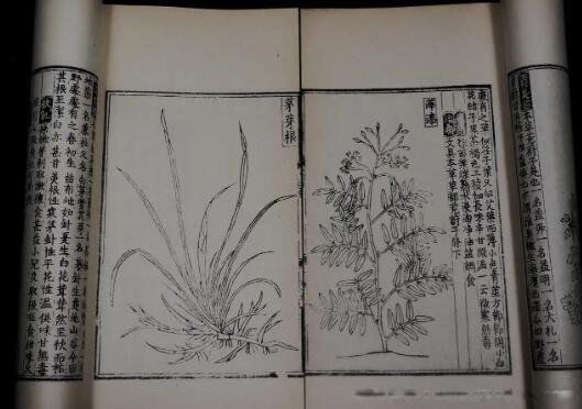救荒本草是什么代朱编纂的一部 是哪个朝代的作品