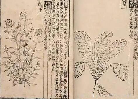 救荒本草是什么代朱编纂的一部 是哪个朝代的作品