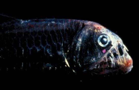 世界上最恐怖的海底生物是什么 十个最吓人海底生物