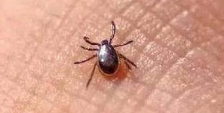 ��ɧ�Ŀ�����ʲô ��������������Ч��