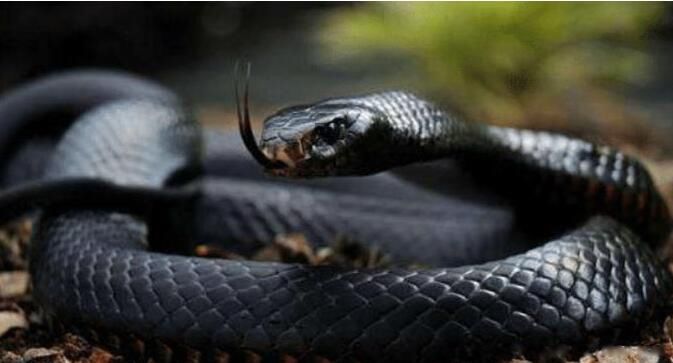 �嶾���ļ��ֶ��� �����嶾�ֱ���ʲô