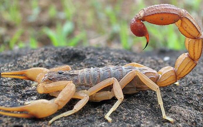 �嶾���ļ��ֶ��� �����嶾�ֱ���ʲô