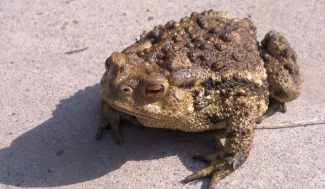 �嶾���ļ��ֶ��� �����嶾�ֱ���ʲô