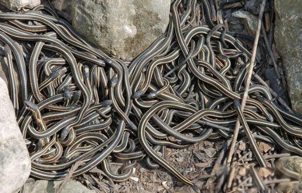 �����ߵ����ȫ������ �ֲ��İ����ߵ�Ϊʲô��ô����