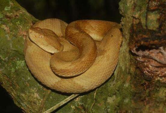 �����ߵ����ȫ������ �ֲ��İ����ߵ�Ϊʲô��ô����