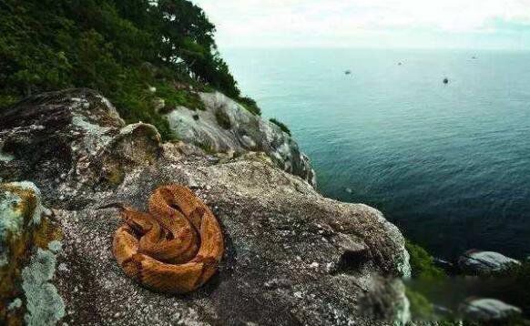 �����ߵ����ȫ������ �ֲ��İ����ߵ�Ϊʲô��ô����