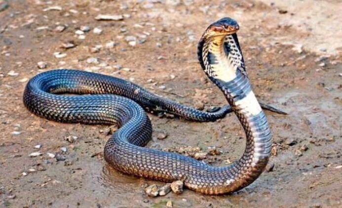 蛇为什么不能杀死 杀死蛇的后果是什么