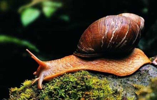 ��ʬ��ţ��ʲô�������ǲ��ǽ�ʬ �ֲ�ͼƬ�����ж����