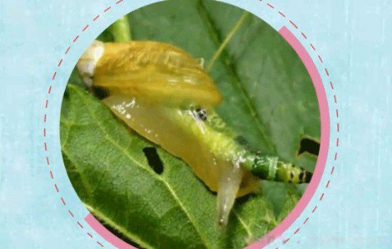 ��ʬ��ţ��ʲô�������ǲ��ǽ�ʬ �ֲ�ͼƬ�����ж����