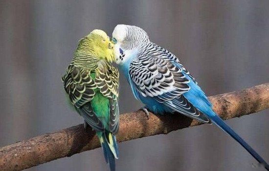 ��Ƥ���ķ����˻��ܻ����� ����˵����ֳ������ע������