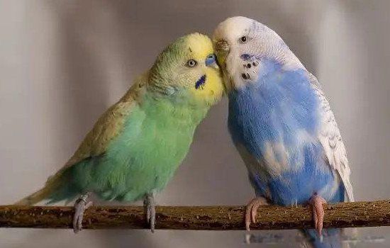 ��Ƥ���ķ����˻��ܻ����� ����˵����ֳ������ע������