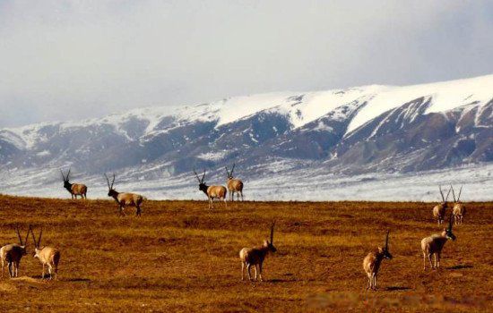 ����ɽ����Щ���촫˵ Ϊ�γ��궼���ر������ǽ�������֮��