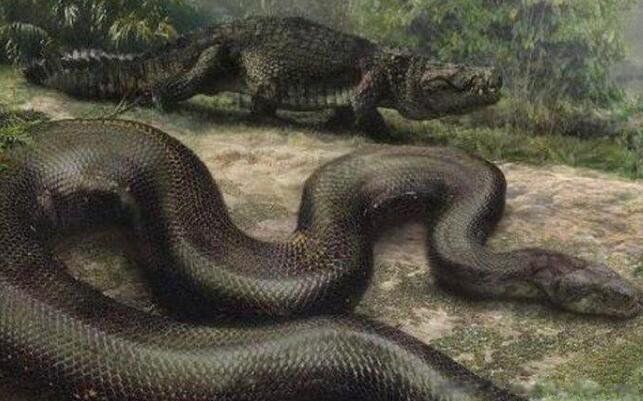 塞雷洪泰坦蟒的长什么样图片 塞雷洪泰坦蟒多大有多重