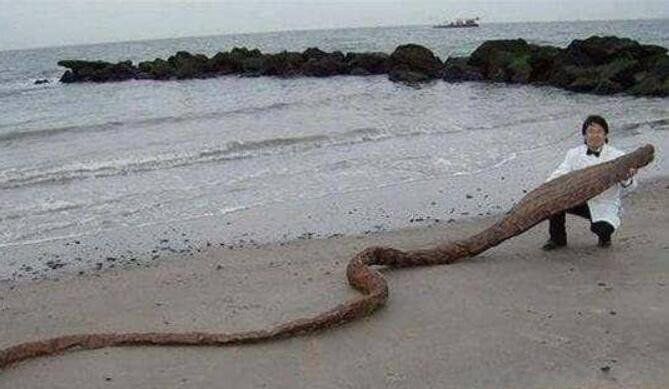 ���׺�̩̹���ĳ�ʲô��ͼƬ ���׺�̩̹������ж���