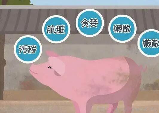 回族不吃猪肉原因 为什么回民不能吃大肉呢
