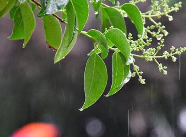 梅雨是什么意思 梅雨季节在我国哪个地区是什么时间