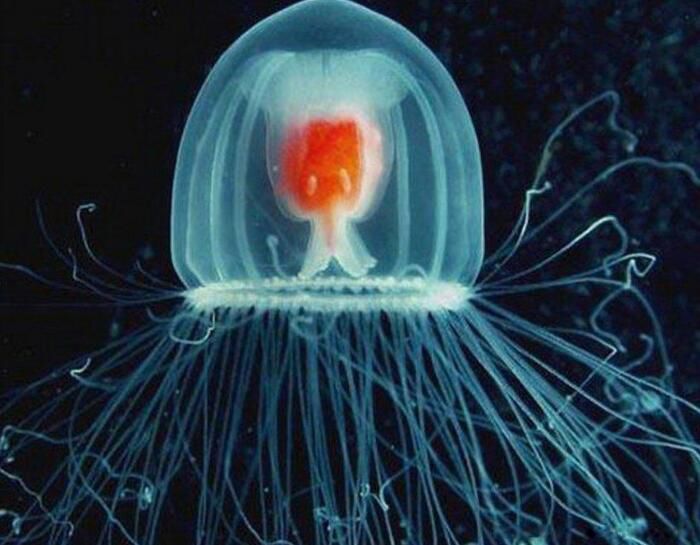 ������Ķ��������� �����������ǰʮ�������а�