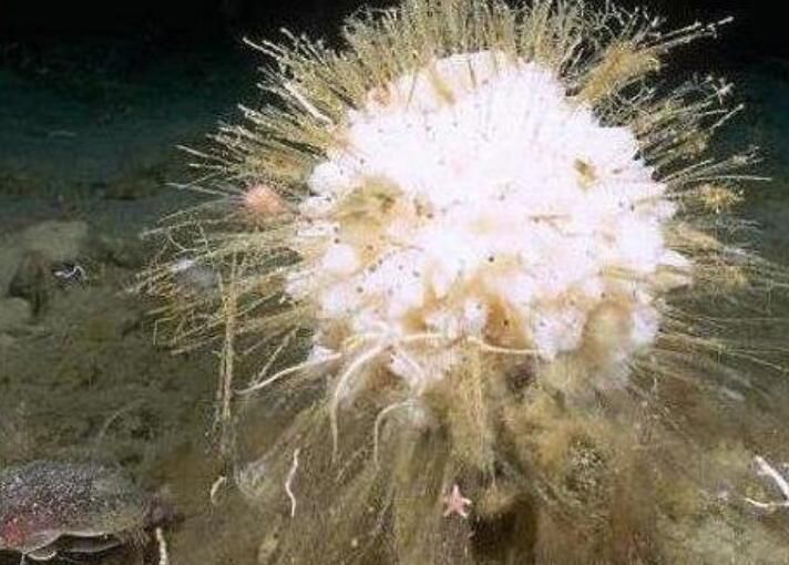 ������Ķ��������� �����������ǰʮ�������а�