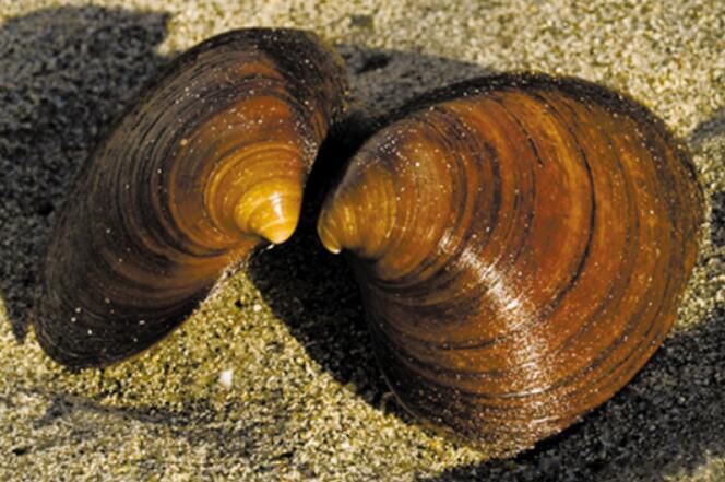 ������Ķ��������� �����������ǰʮ�������а�