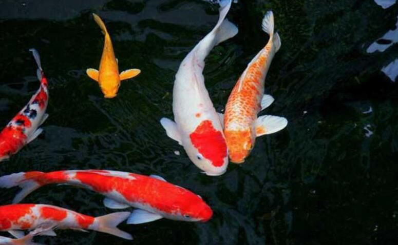 ������Ķ��������� �����������ǰʮ�������а�