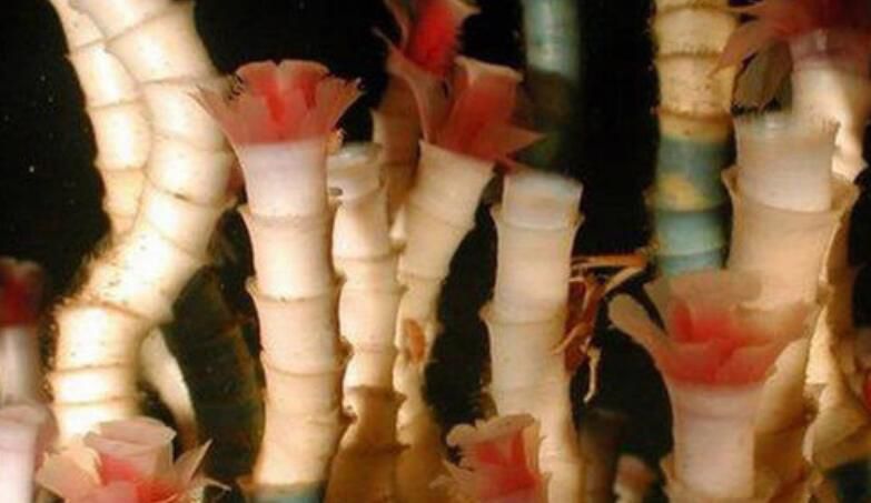 ������Ķ��������� �����������ǰʮ�������а�