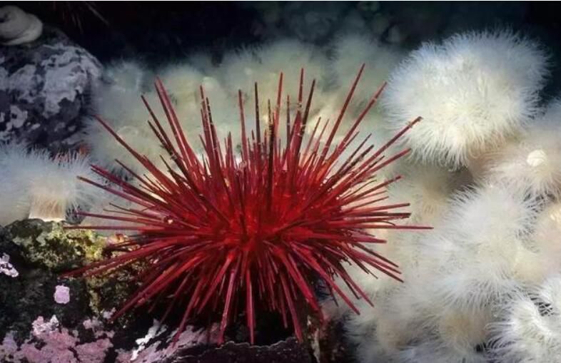 ������Ķ��������� �����������ǰʮ�������а�