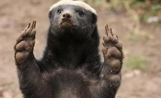 ƽͷ����⵵������˭ ��������ƽͷ�����Ϊʲô�����߶�