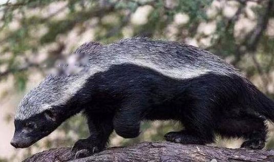 ƽͷ����⵵������˭ ��������ƽͷ�����Ϊʲô�����߶�