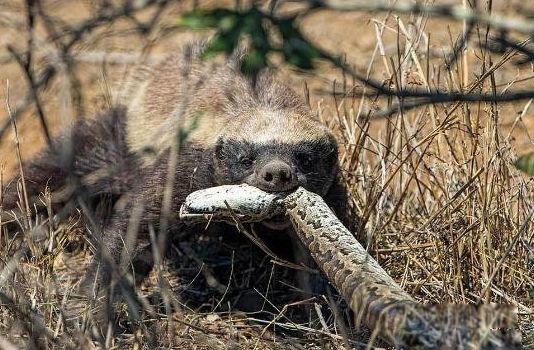 ƽͷ����⵵������˭ ��������ƽͷ�����Ϊʲô�����߶�