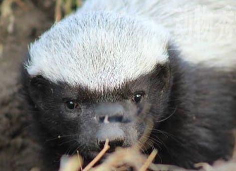 ƽͷ����⵵������˭ ��������ƽͷ�����Ϊʲô�����߶�