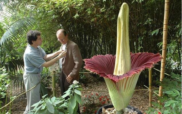 ʬ��ħ�󻨳�ʲô���ӵ�����ͼƬ ����Ư����ʬ��ħ����Ĵ�����