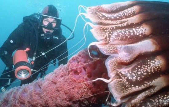 北极霞水母是世界上最大的水母吗 有毒吗有多大多长