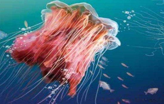 北极霞水母是世界上最大的水母吗 有毒吗有多大多长