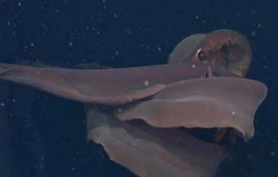 北极霞水母是世界上最大的水母吗 有毒吗有多大多长