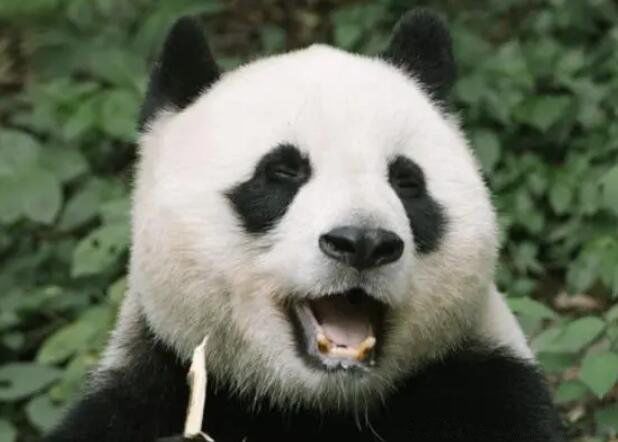 大熊猫在地球上生存了多少年 食铁兽为什么是大熊猫