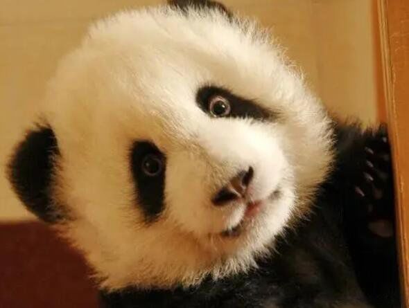 ����è�ڵ����������˶����� ʳ����Ϊʲô�Ǵ���è