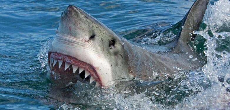 现实中鲨鱼吃人吗 我想看真正的鲨鱼的图片