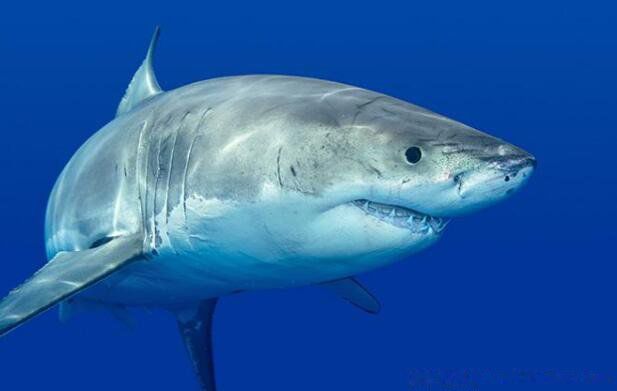 现实中鲨鱼吃人吗 我想看真正的鲨鱼的图片